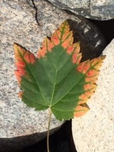 Maple leaf